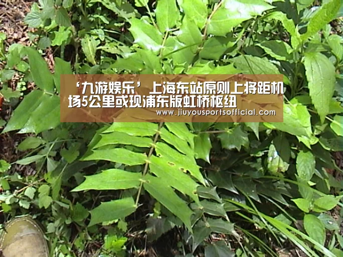 九游娱乐